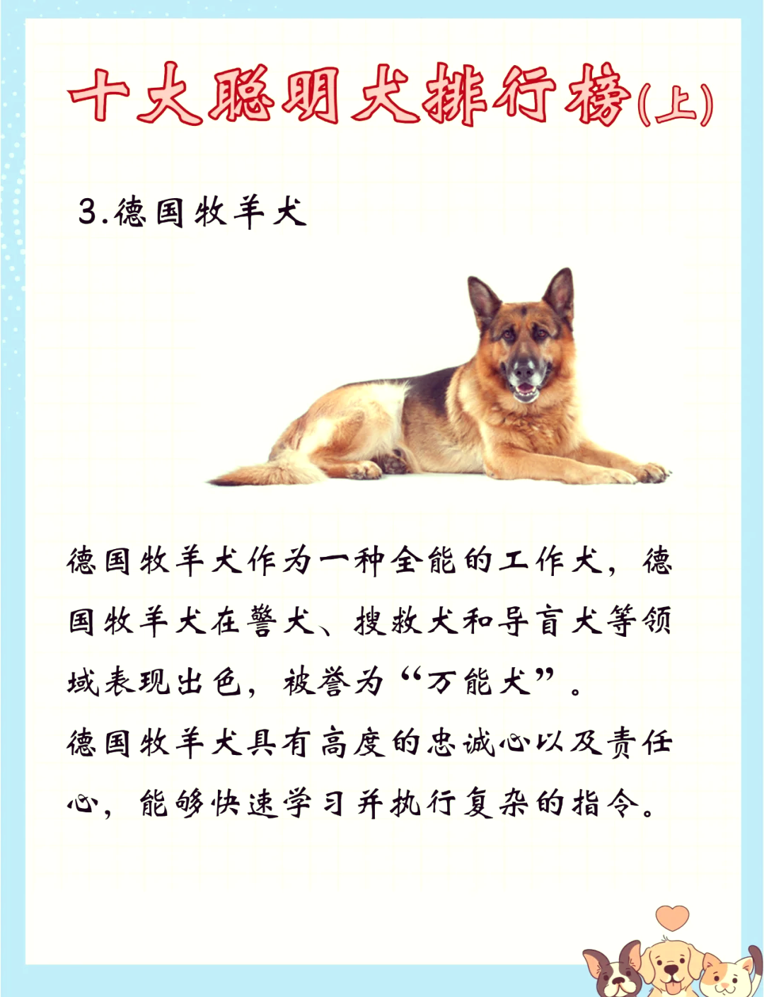 十大聪明犬排行榜