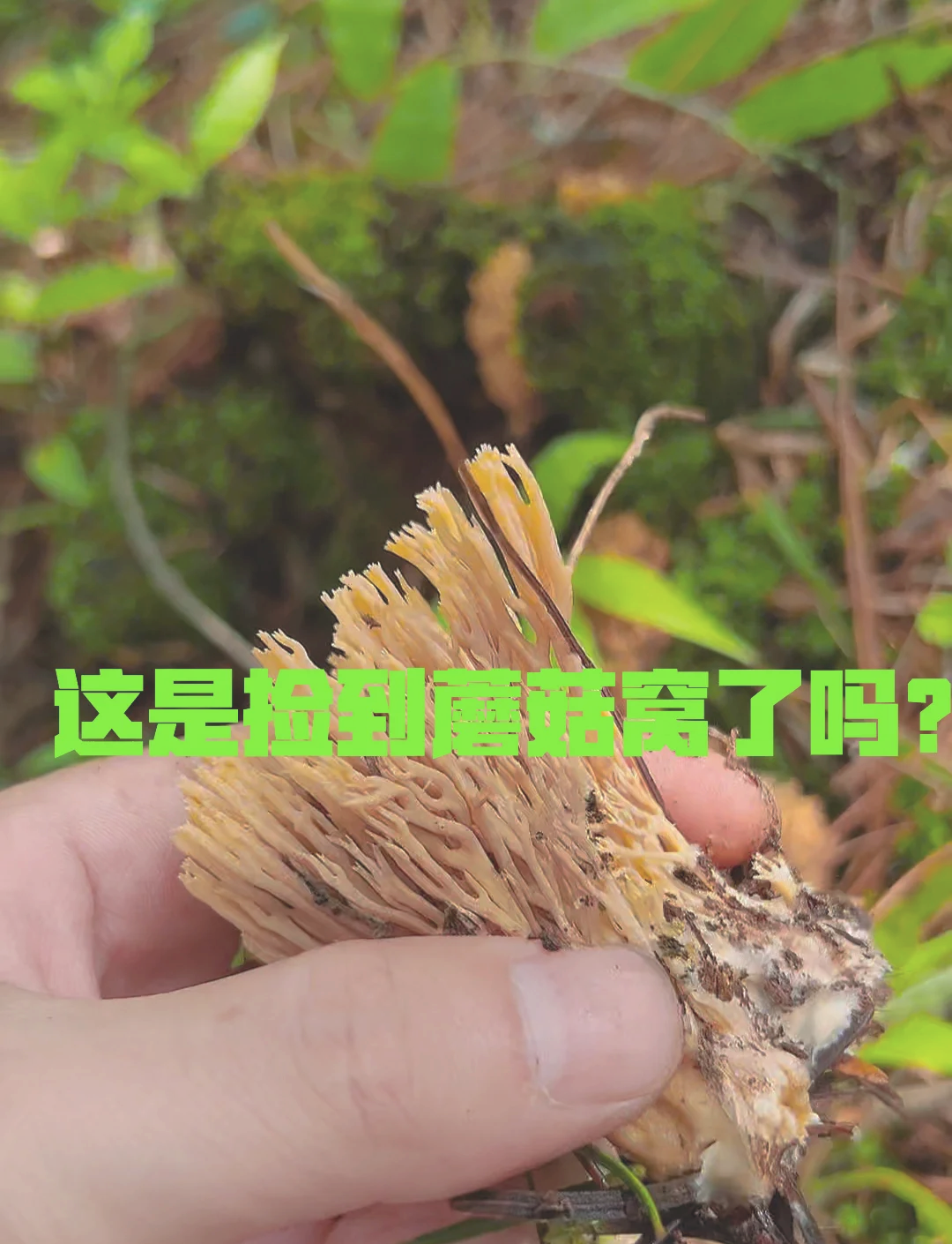 珊瑚菌种植技术图片