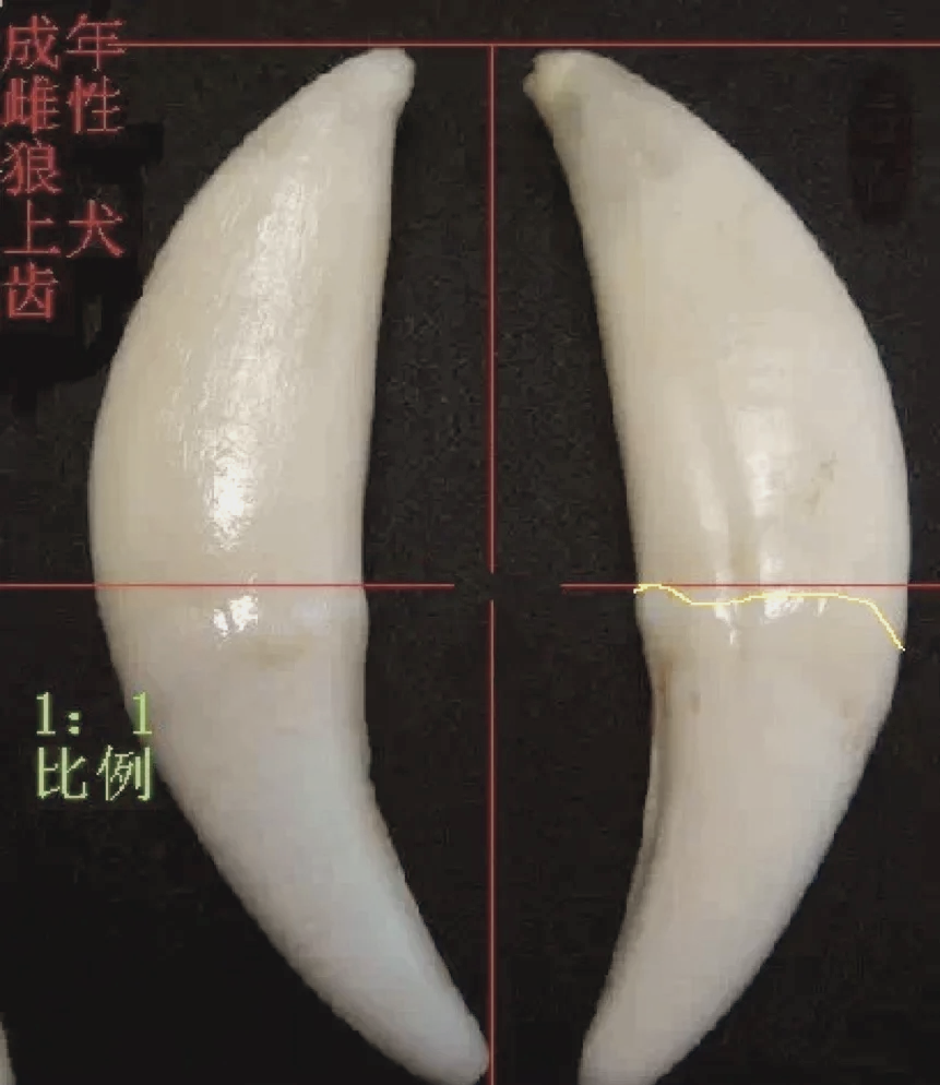 狼牙狗牙区别对照图片