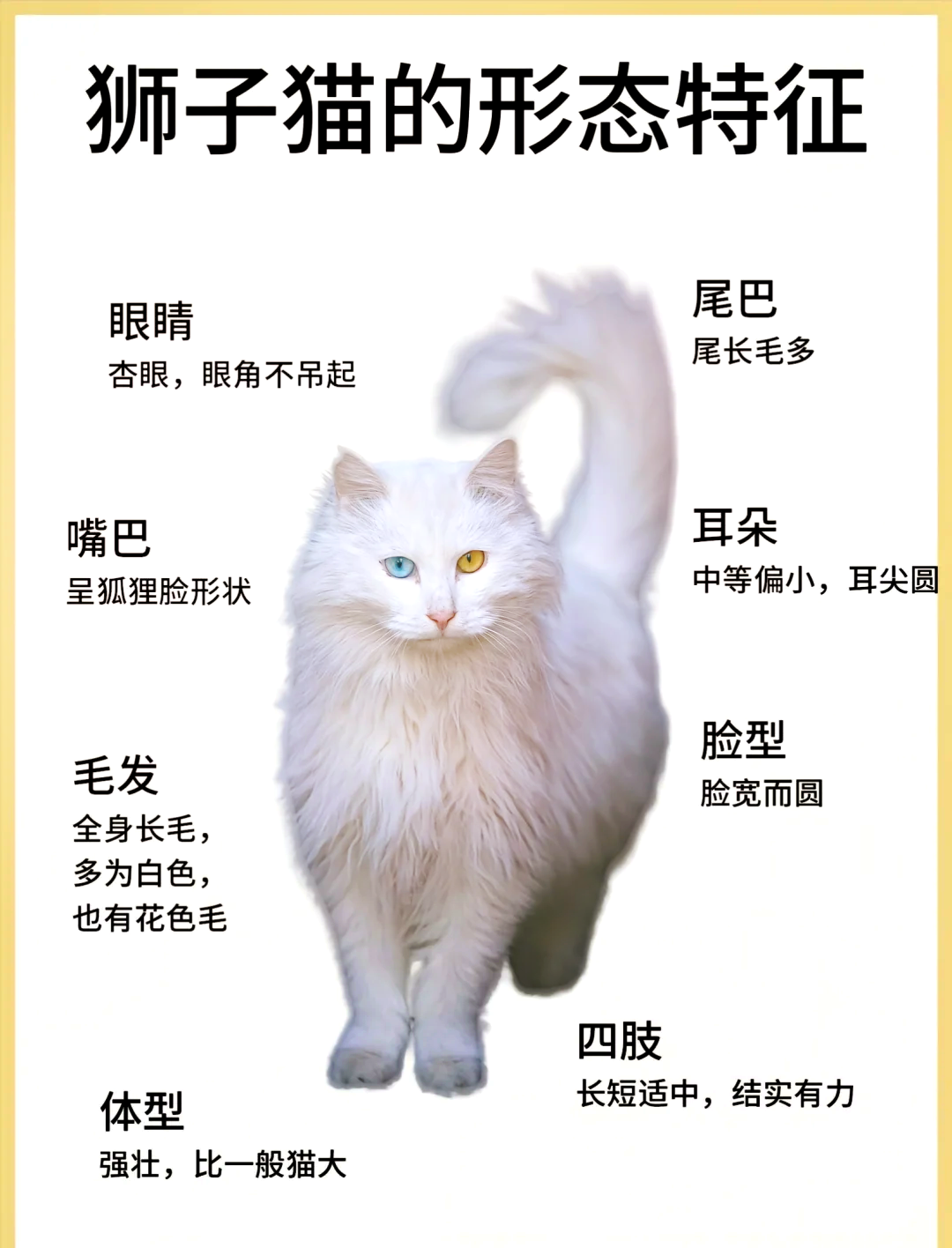 狮子猫幼猫特征图片