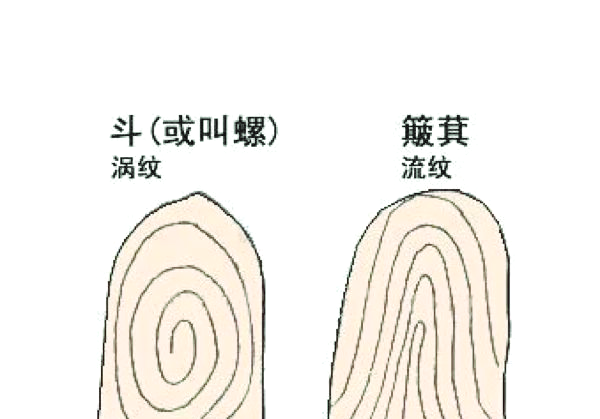 手指斗纹图解簸箕图片