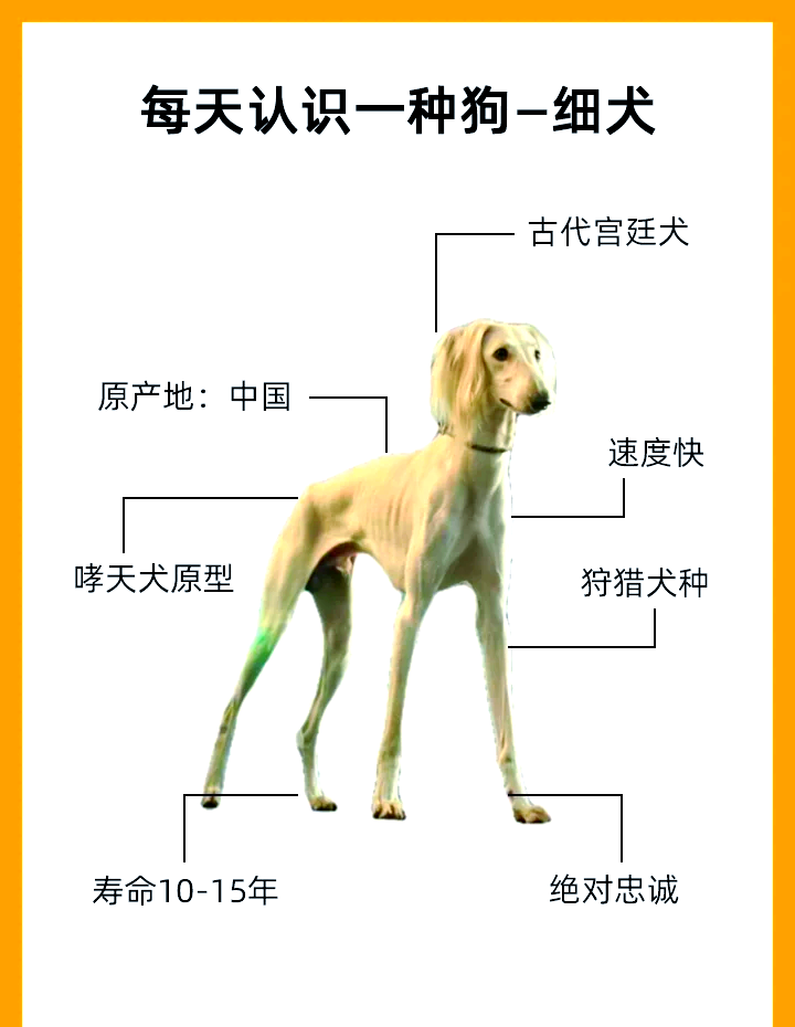 细犬品种图片