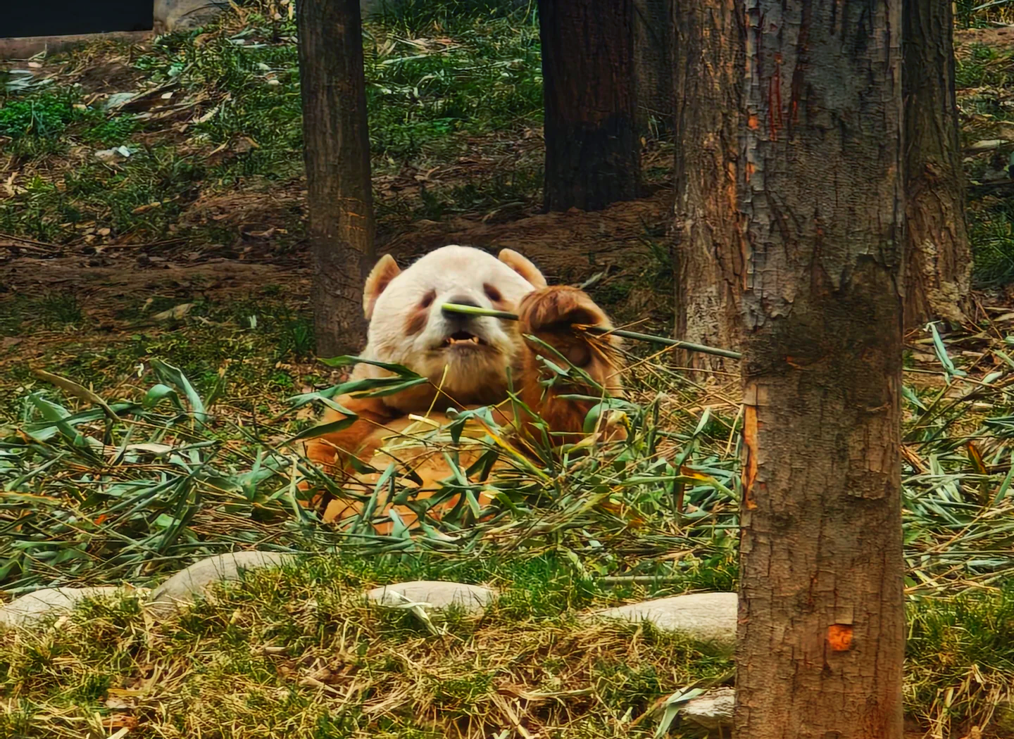 棕色熊猫七仔下一代图片