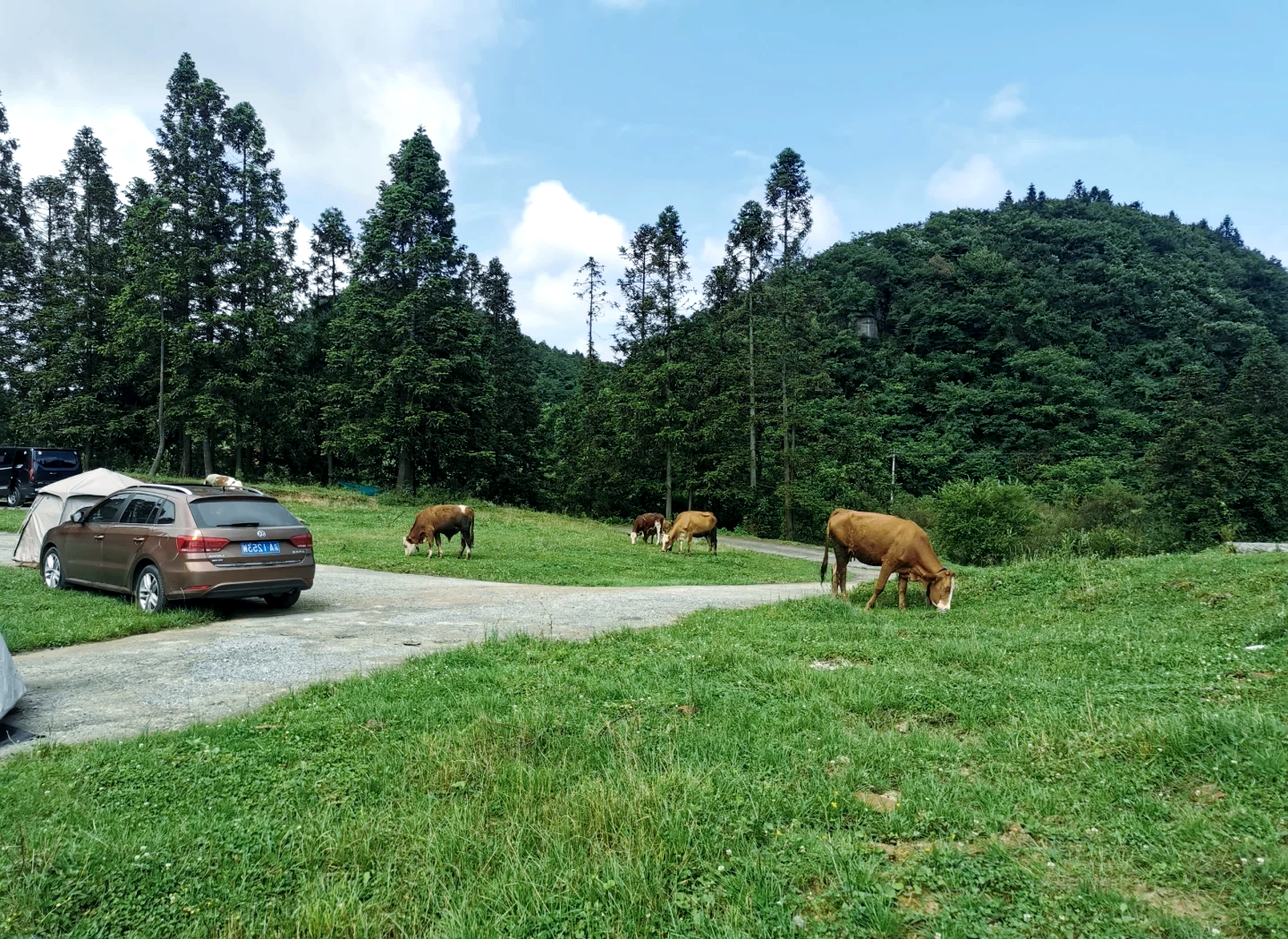 南川山王坪露营基地图片