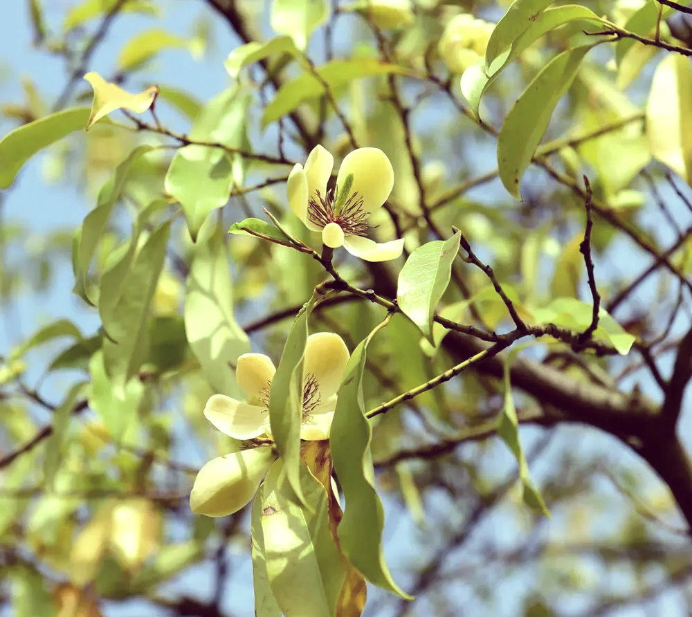 含笑花古诗图片