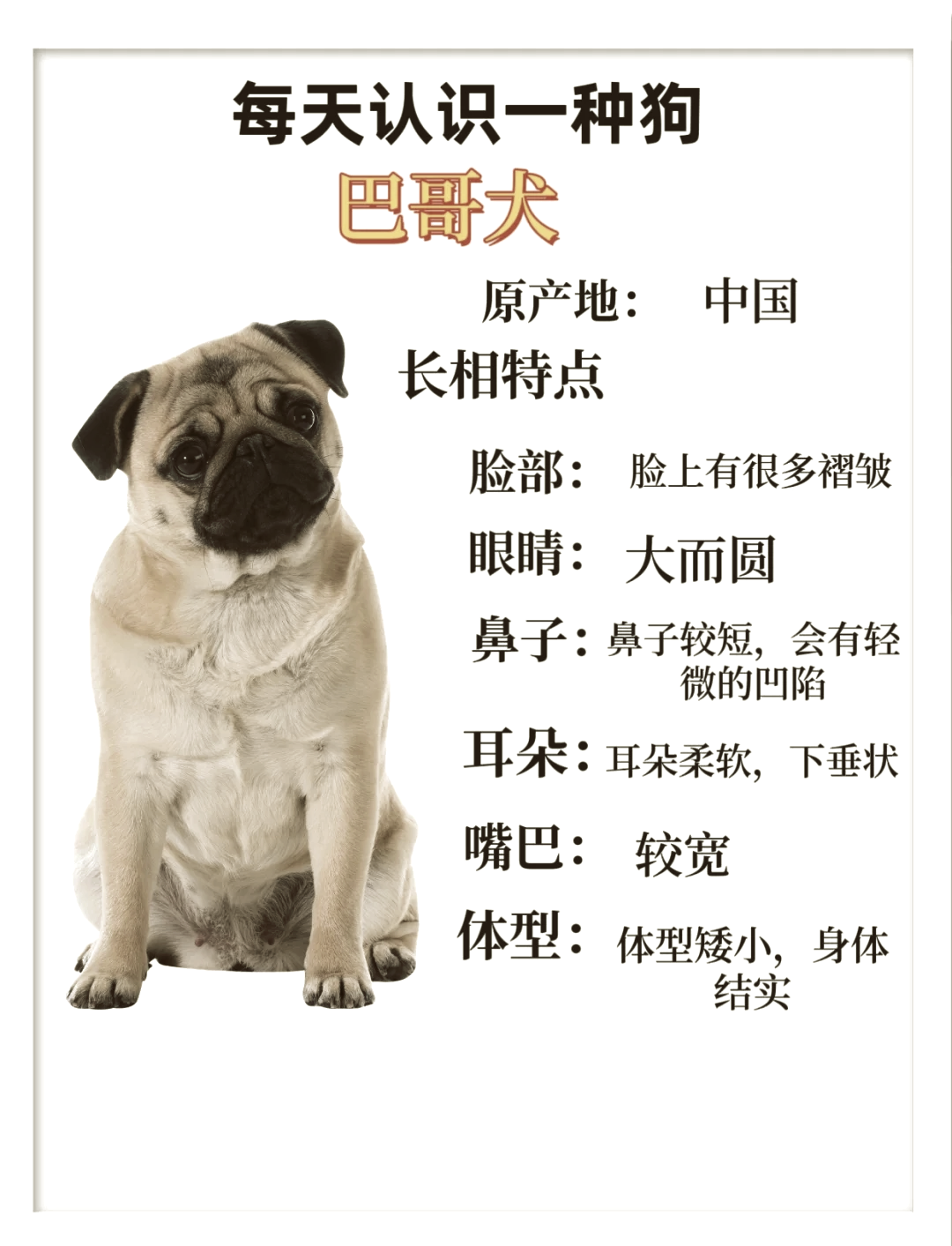 巴哥犬成年多大图片