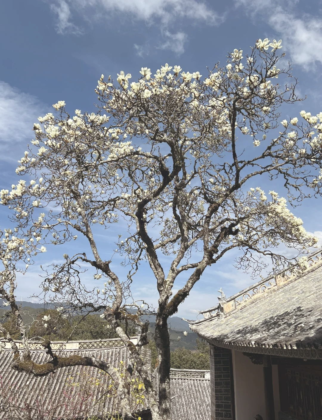 巍宝山太子殿花树图片