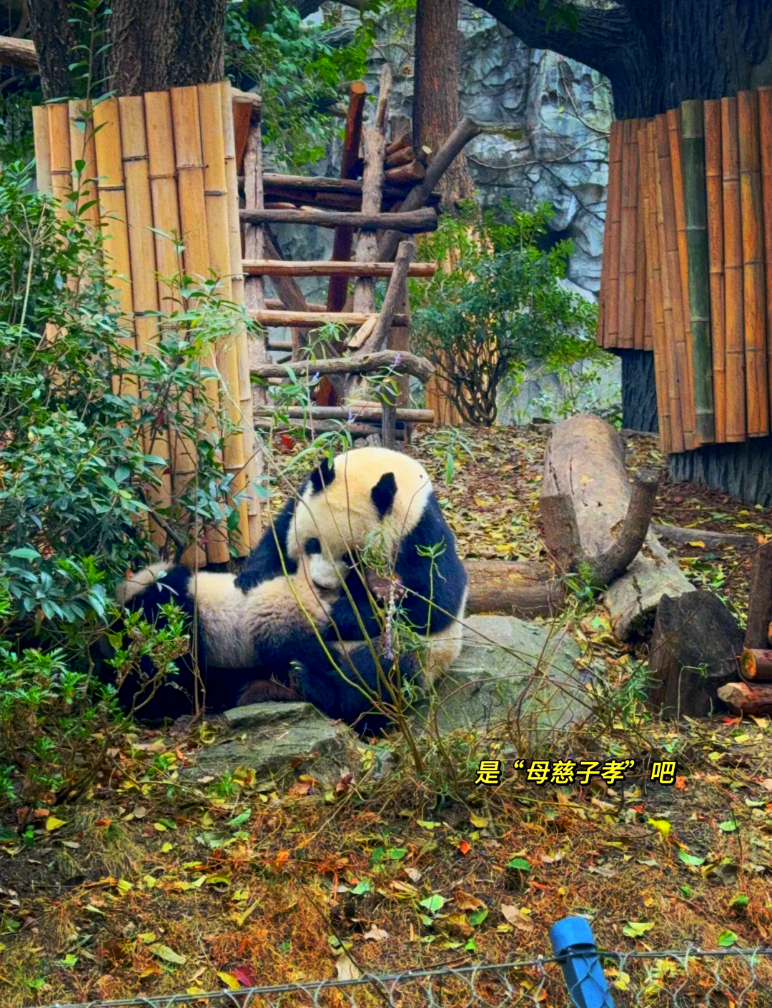 大熊猫的居住环境图片