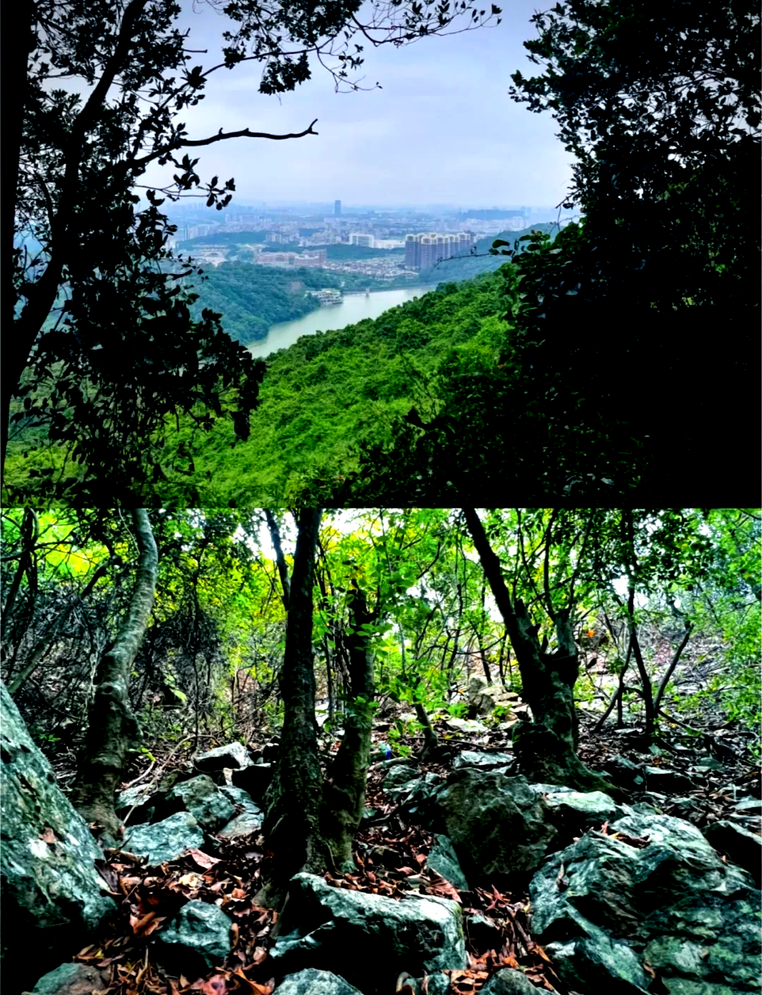 大岭山森林公园全景图图片