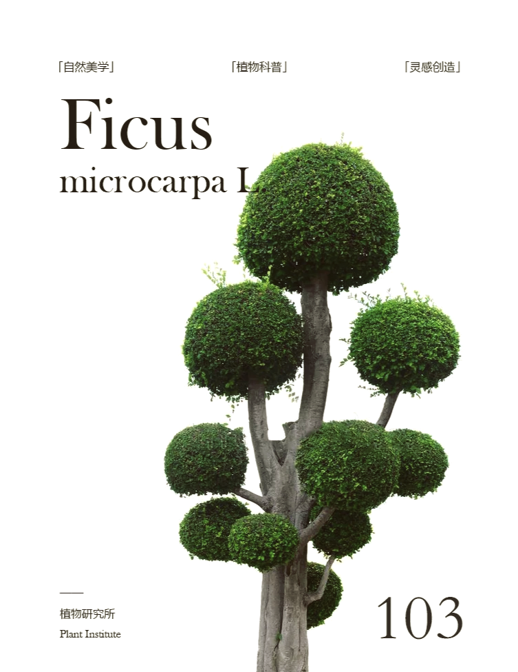 ficus microcarpa图片