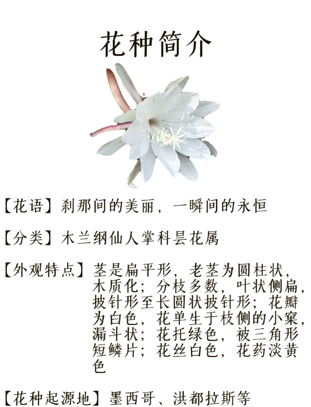 昙花的功效图片