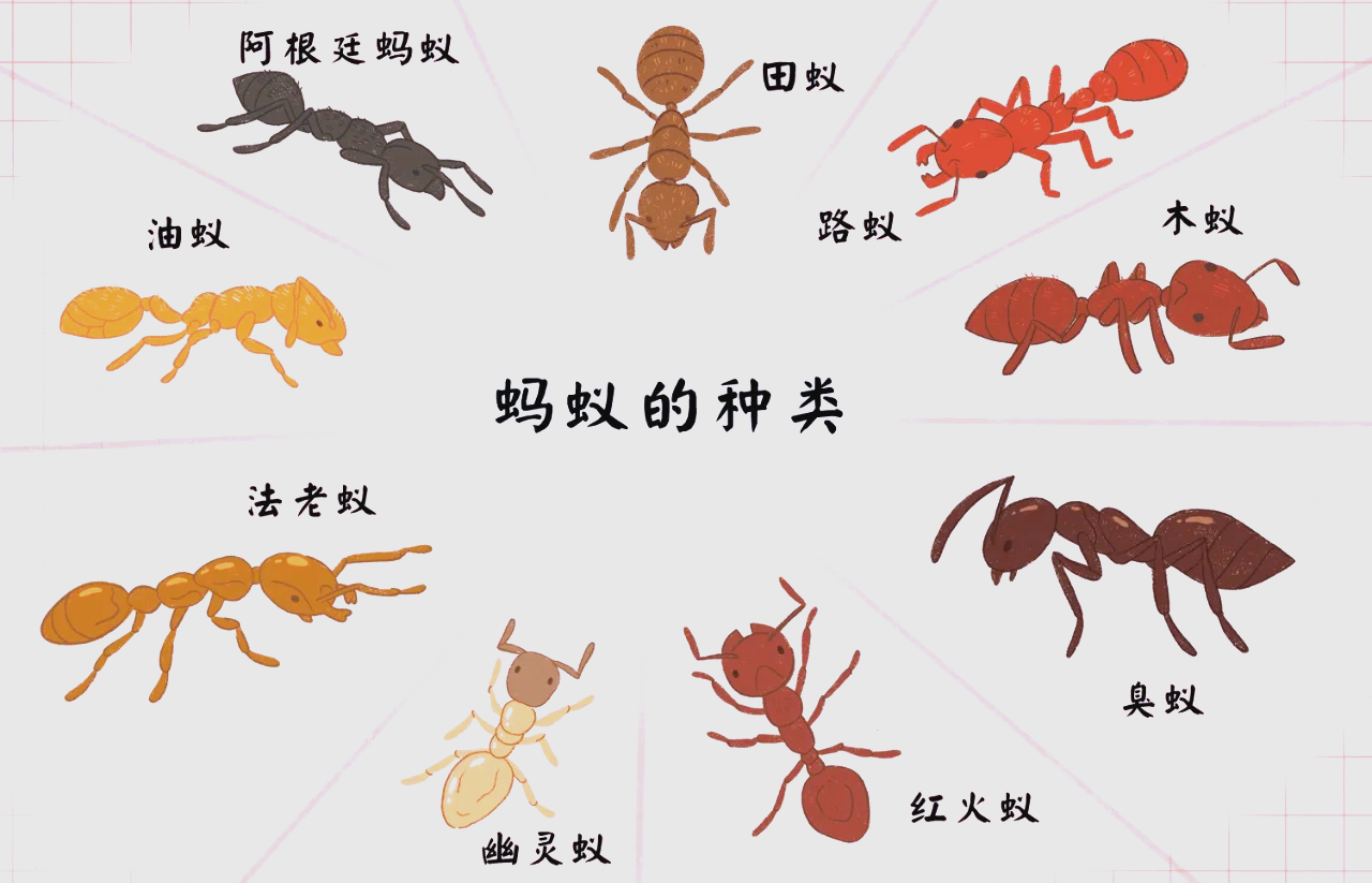 🐜探索多彩蚂蚁世界 颜色大全🌈 🔍 深入蚂蚁王国