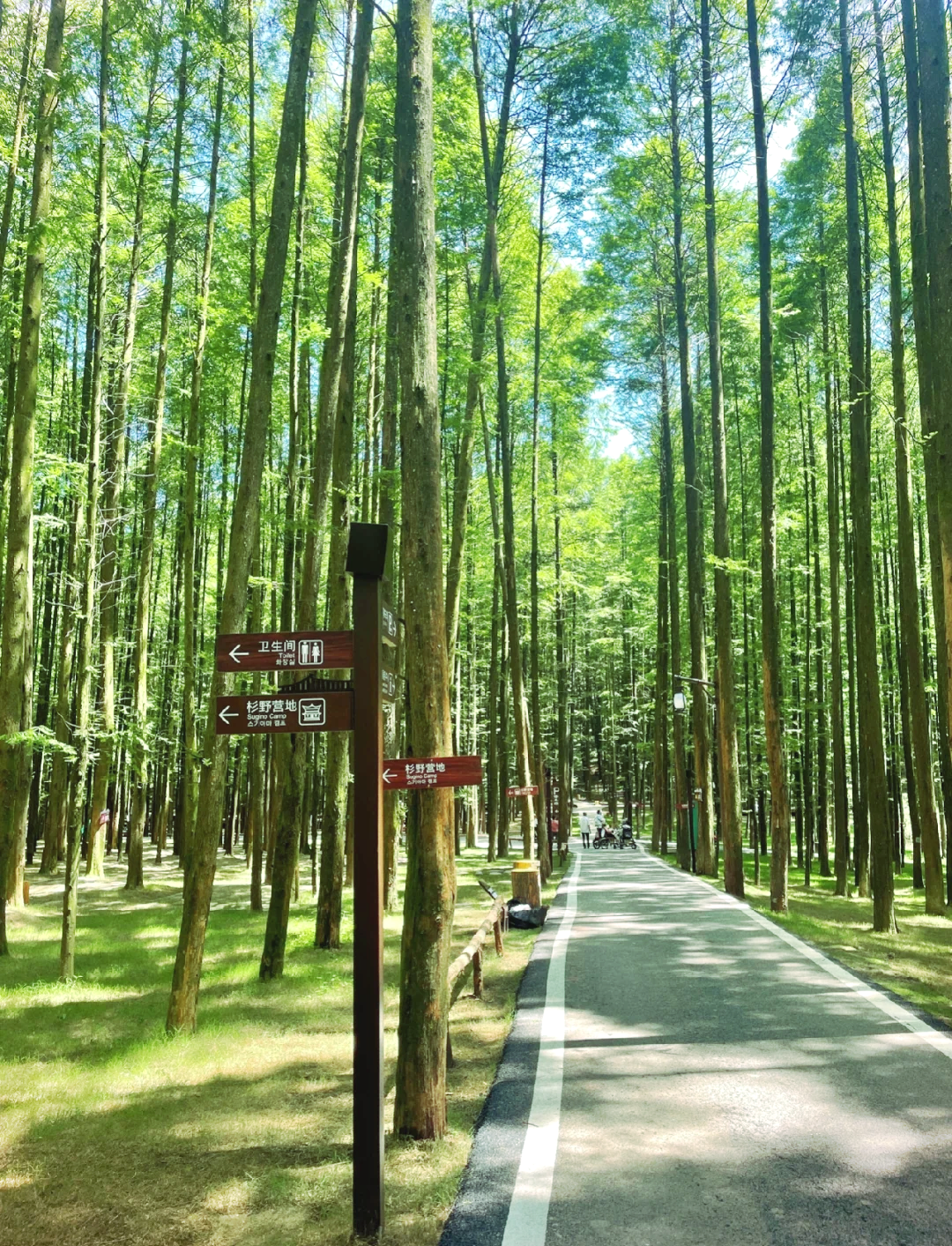 南川山王坪露营基地图片