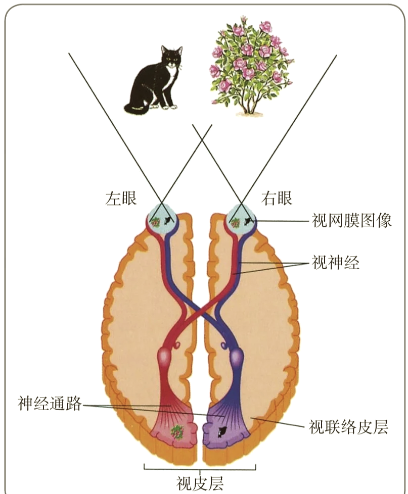 08 布洛卡区与大脑半球功能差异