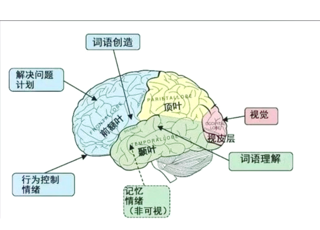 大脑语言区位置图片图片