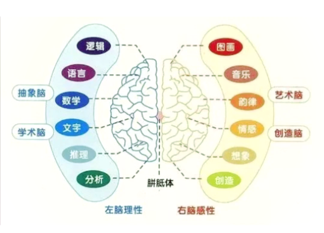 大脑语言中枢分布图图片