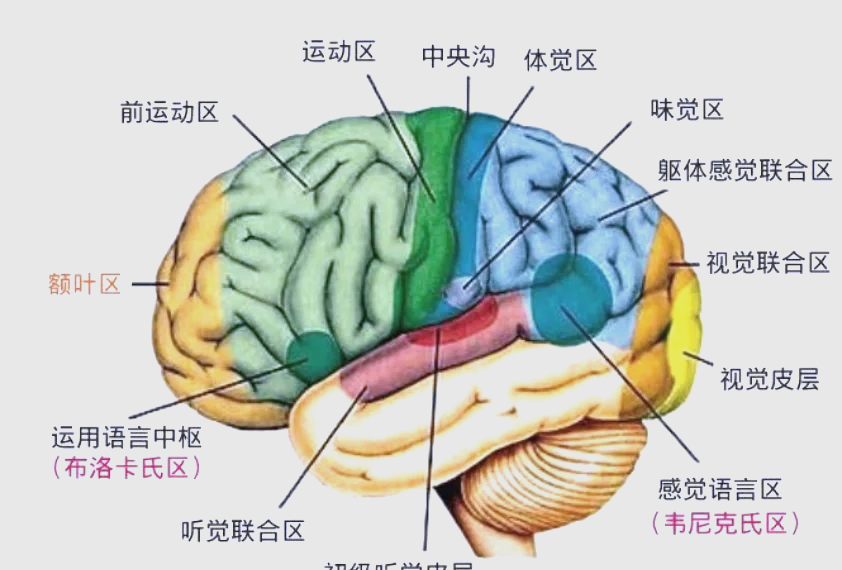 大脑语言中枢分布图图片