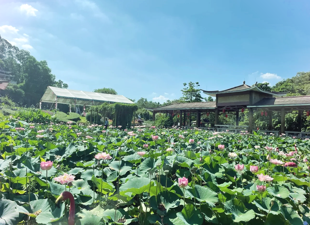 广州海鸥岛景点攻略图片