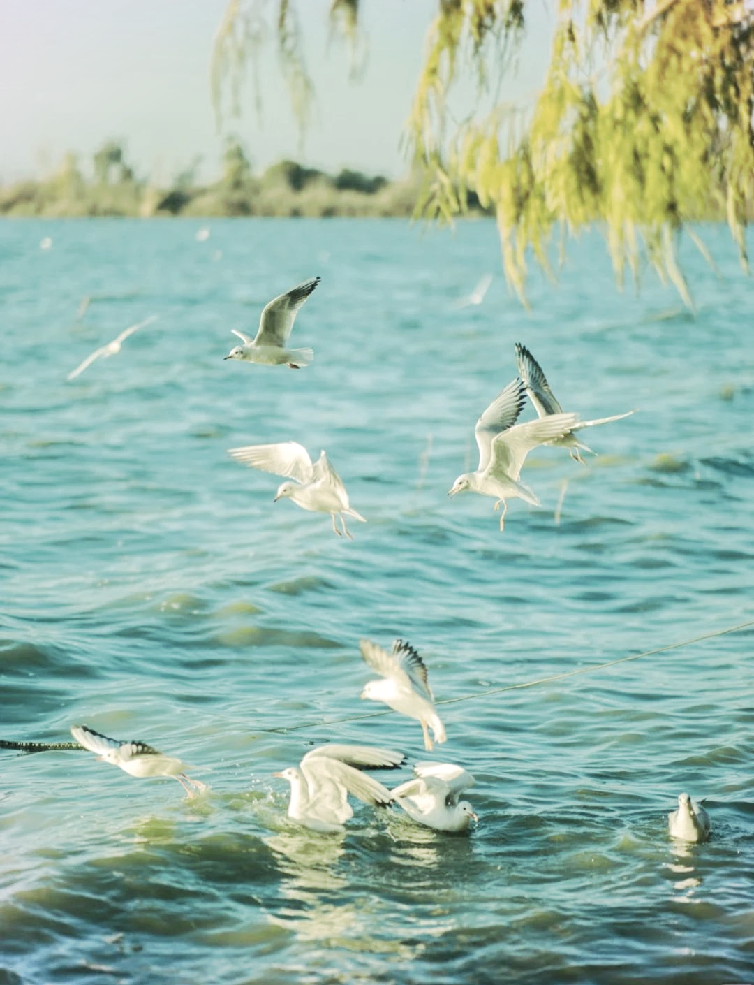 捞鱼河湿地公园图片