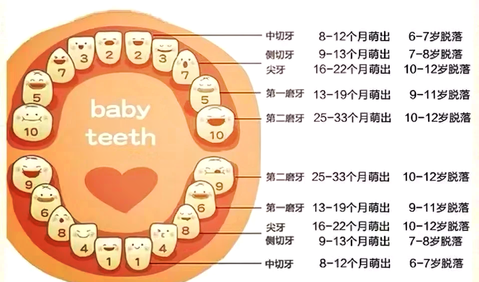 小孩哪些牙齿会换图片