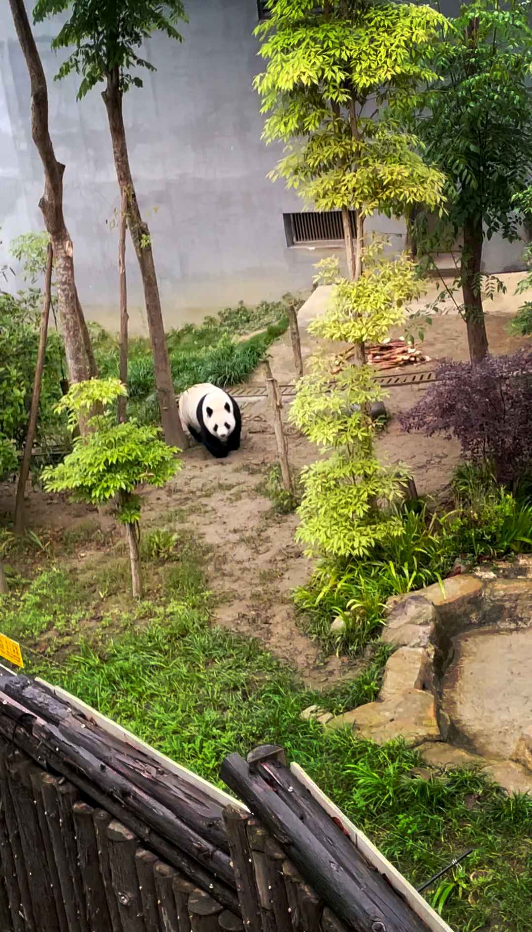 大熊猫的居住环境图片