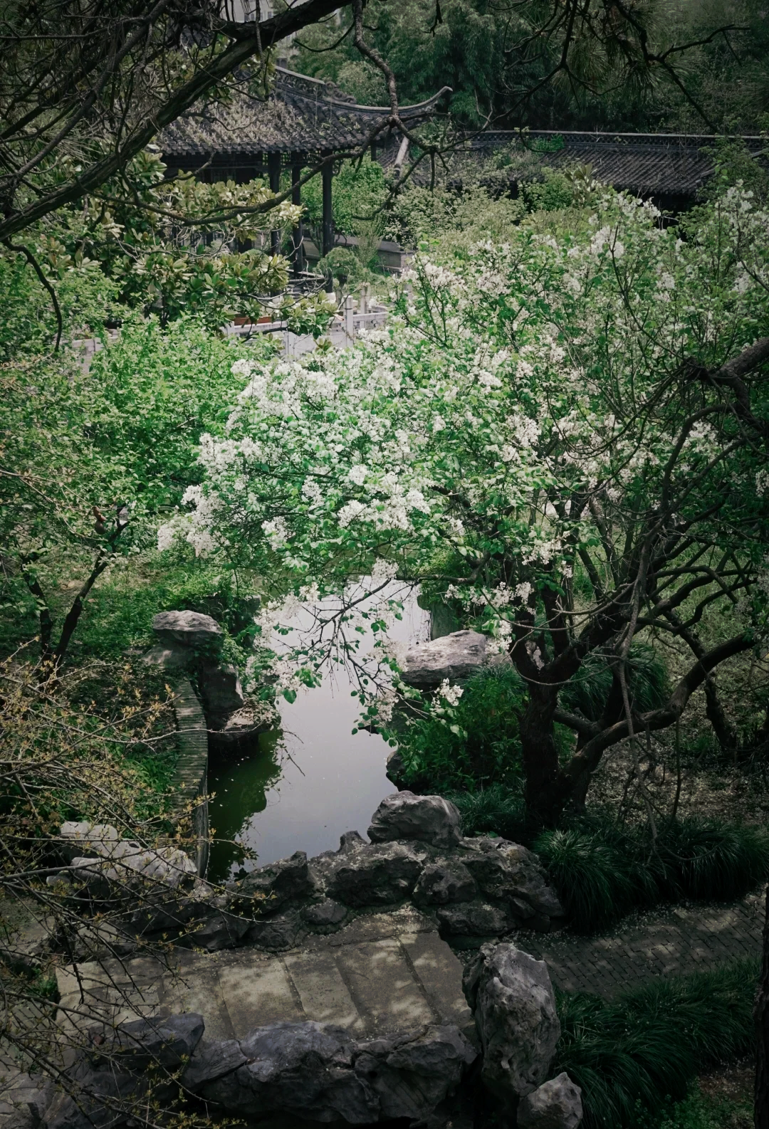 扬州琼花观图片