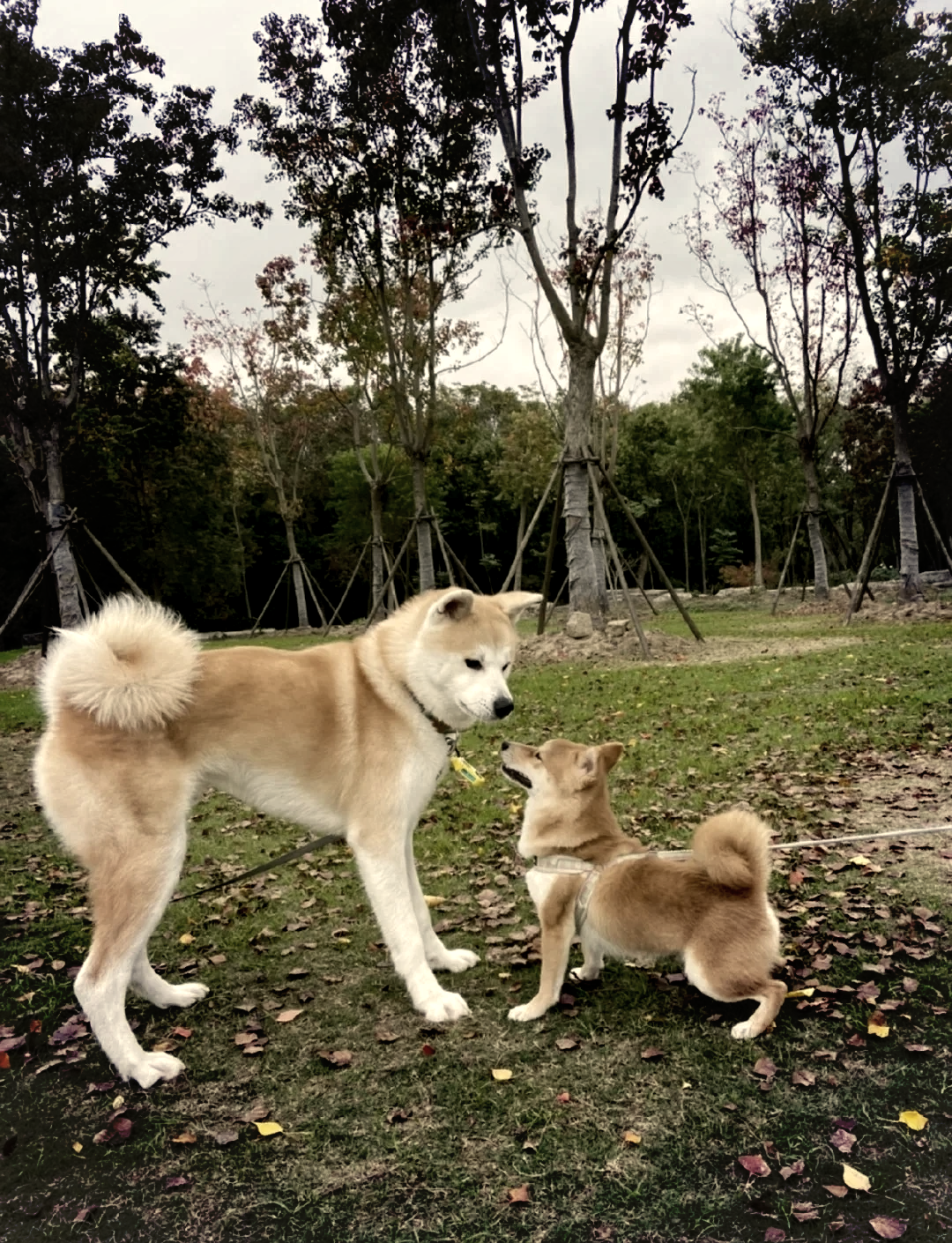 96柴犬与秋田犬大比拼96 98 你能分辨出柴犬和秋田犬的不同吗?