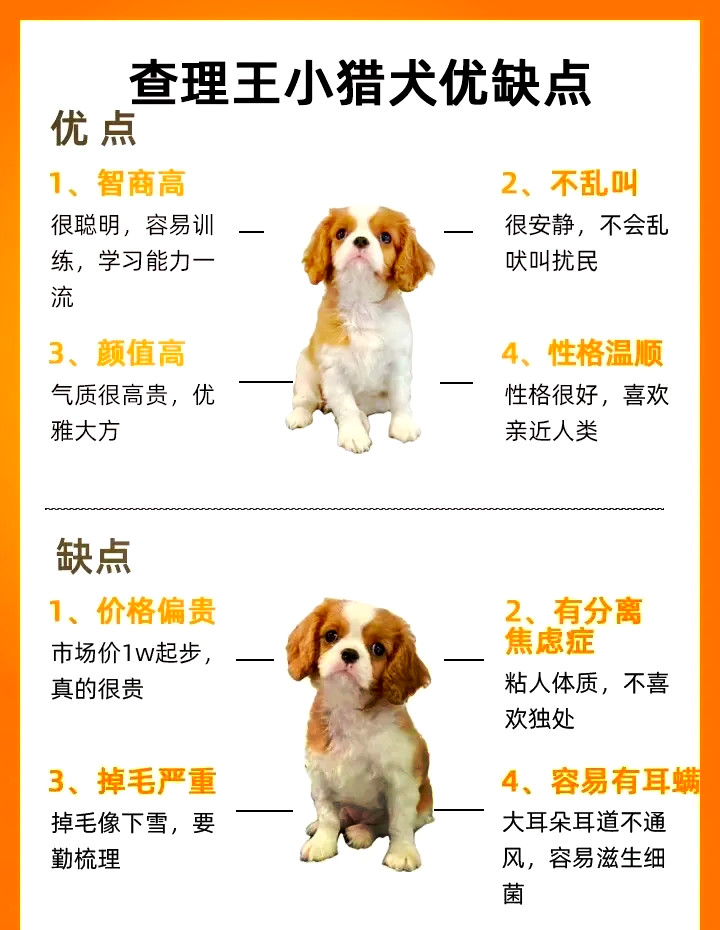 查理王小猎犬寿命图片