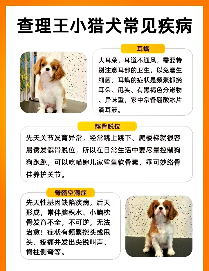 查理王小猎犬寿命图片