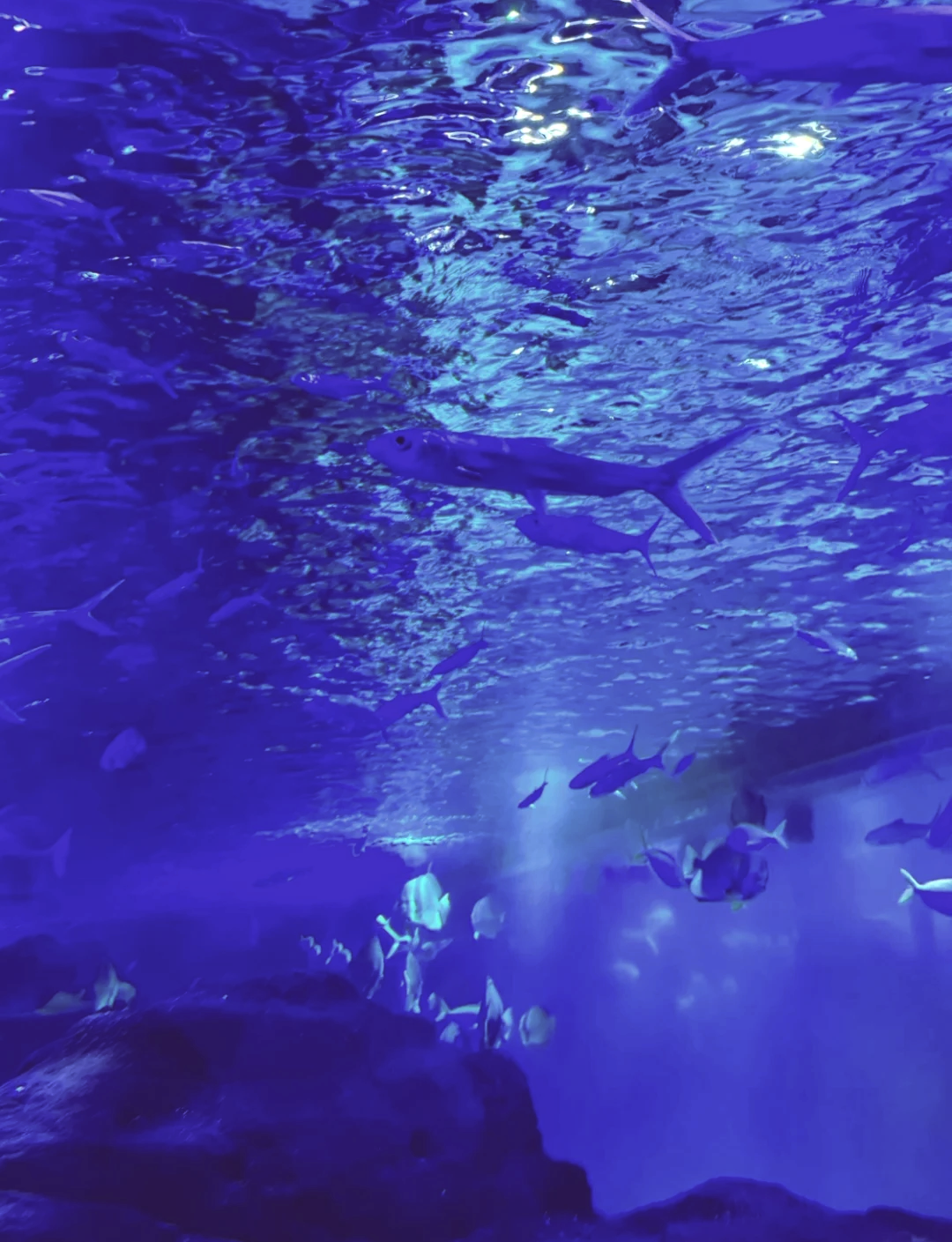 杭州海底世界水族馆图片