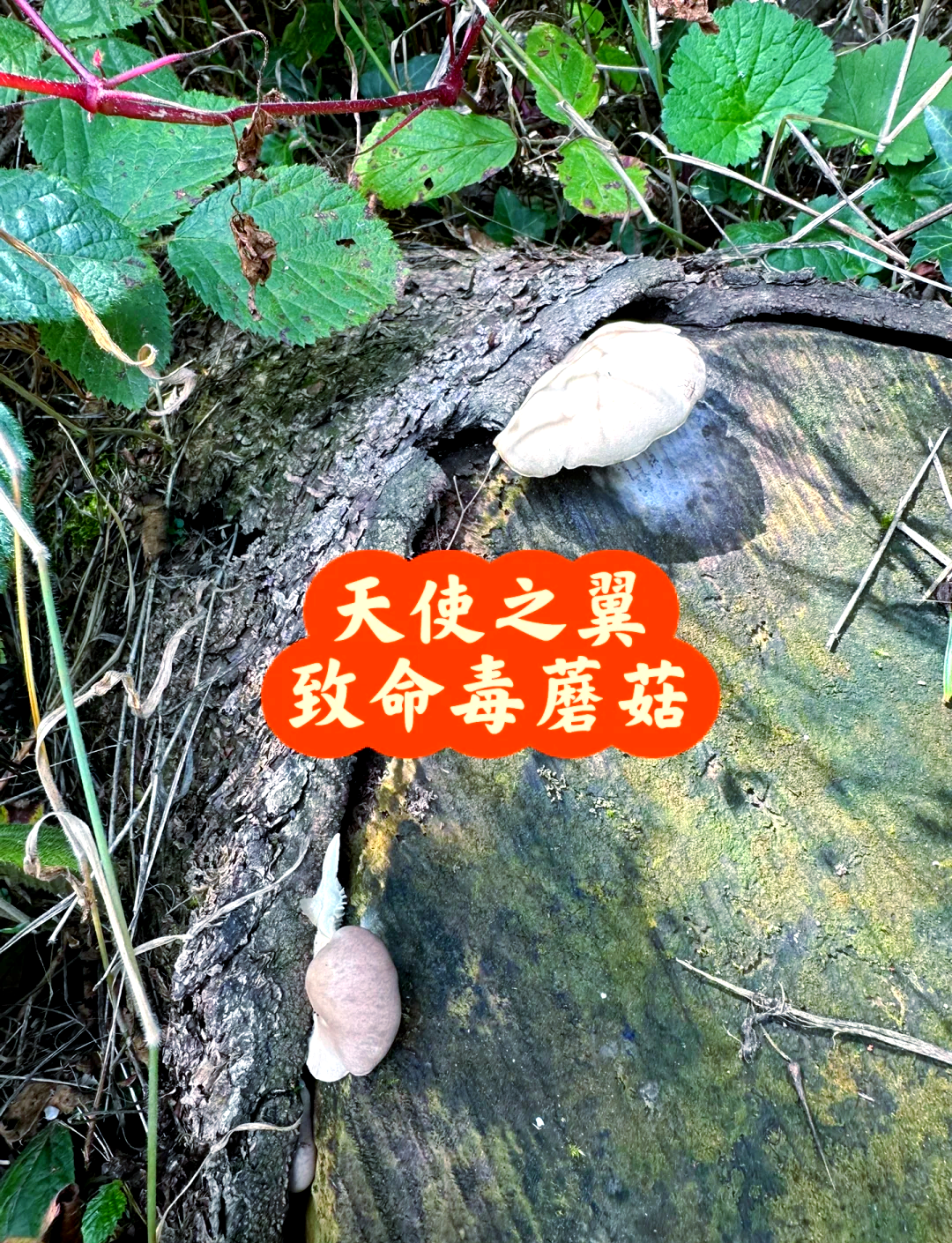 平菇病毒病图片图片