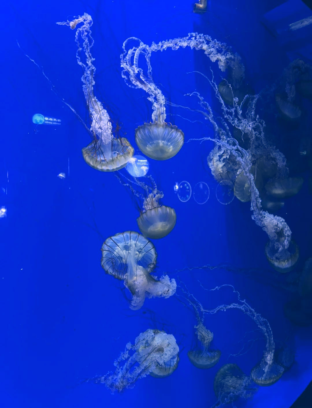 杭州海底世界水族馆图片