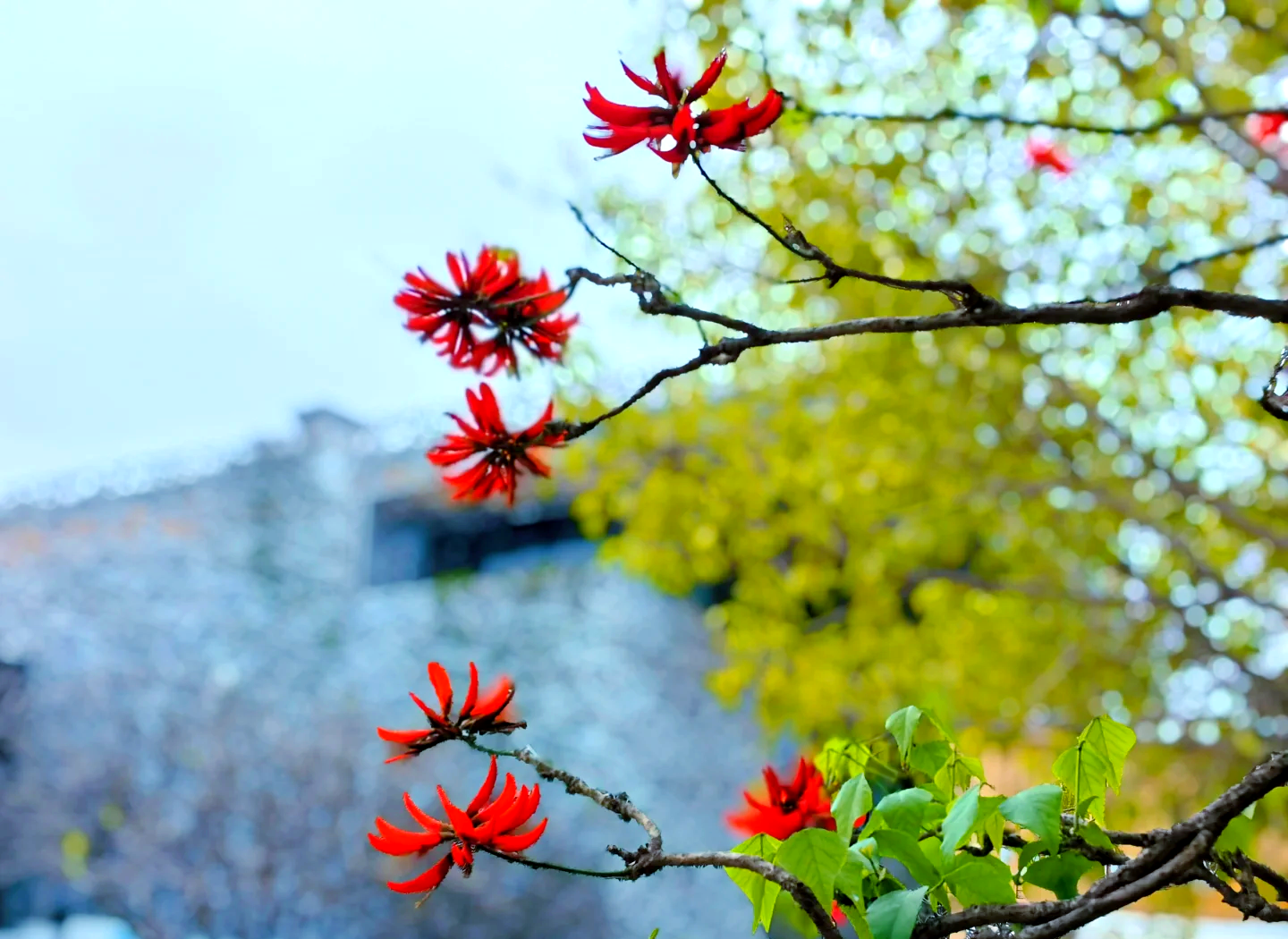 泉州市花刺桐花图片