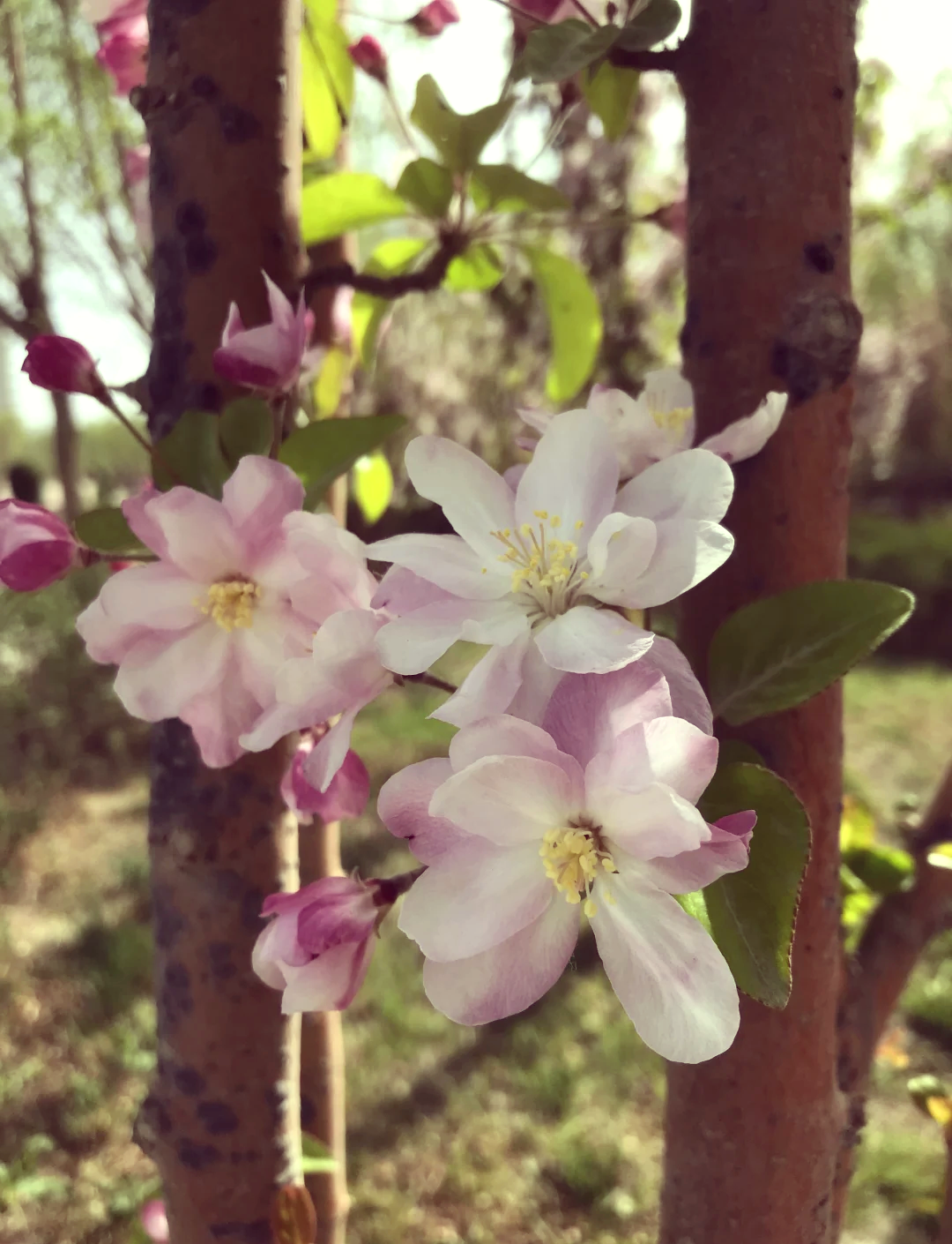 唐美玲海棠开花图片图片