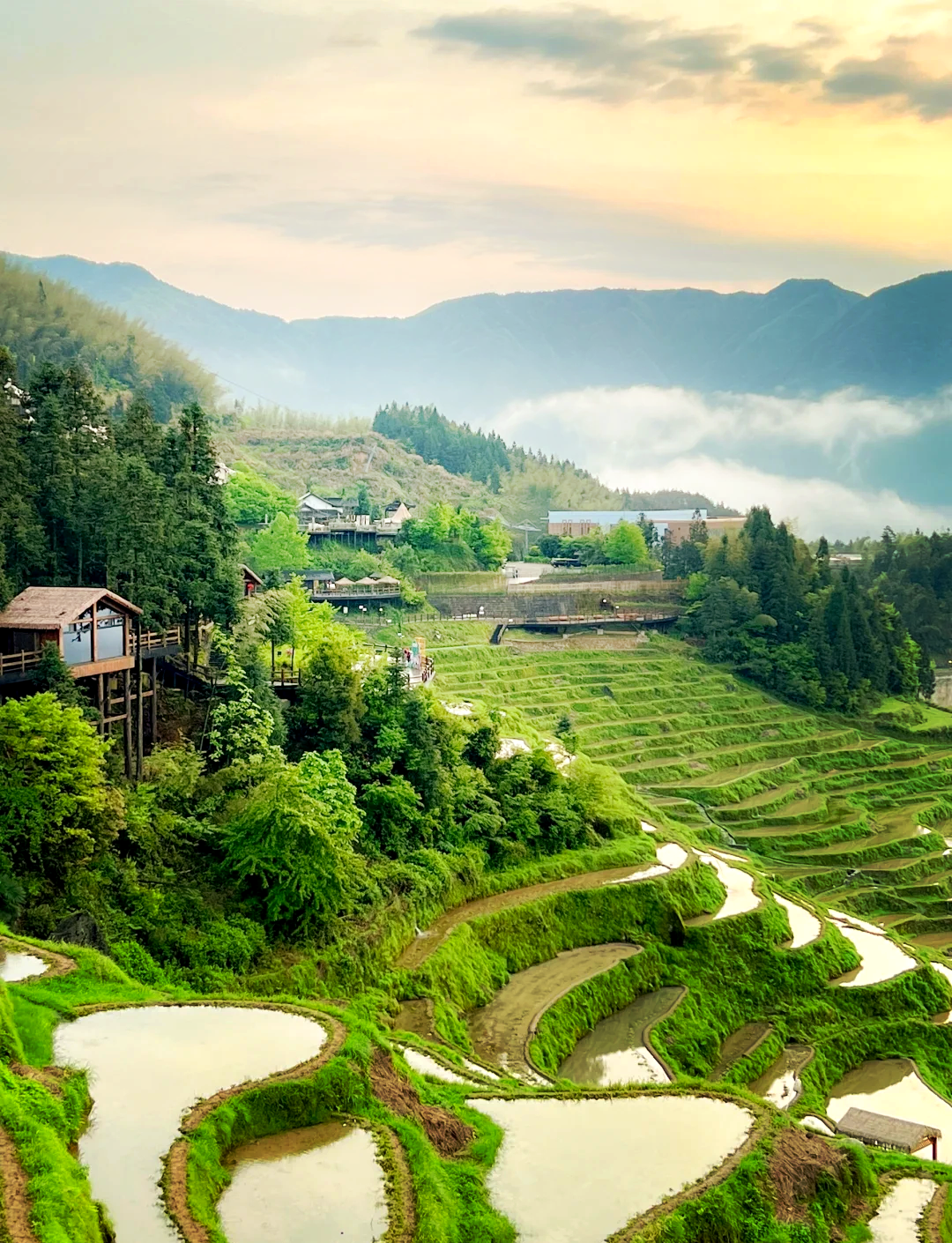 丽水云和梯田油菜花图片