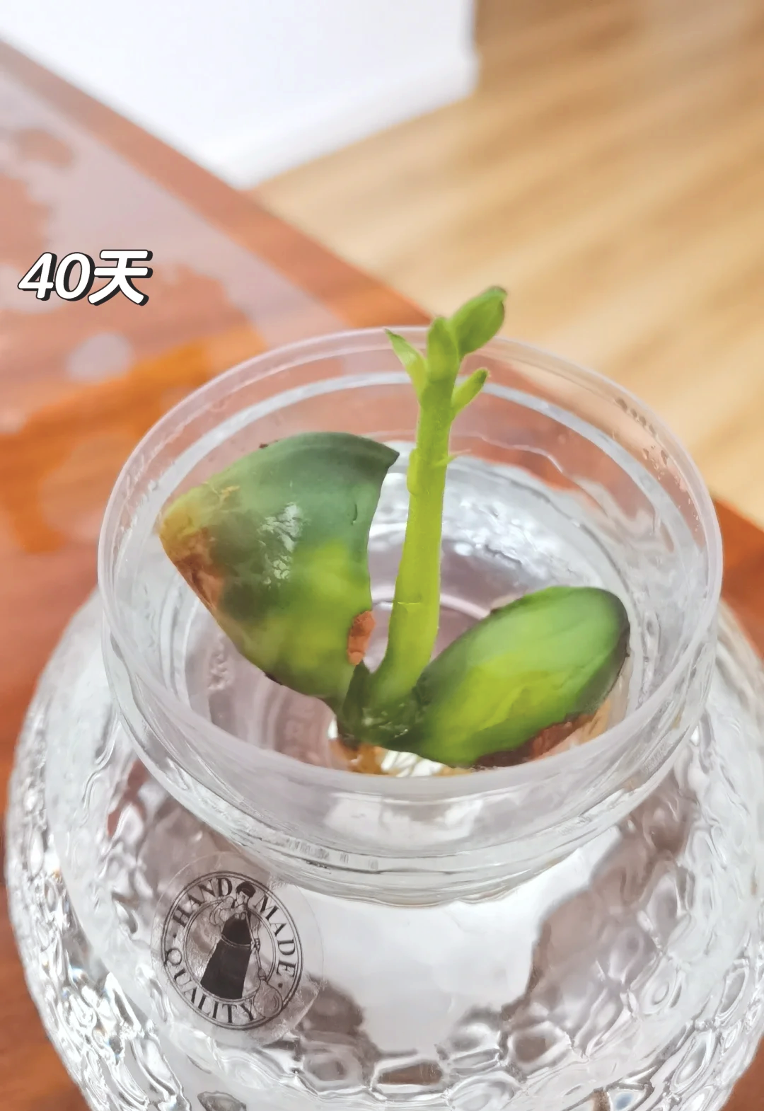 97菠萝蜜种子水培记97 95吃过菠萝蜜后