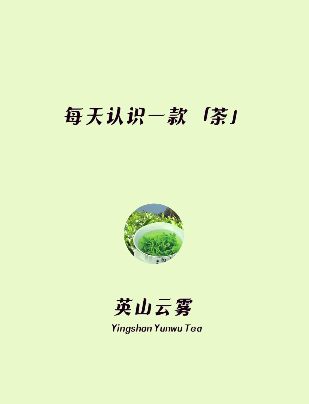 英山云雾茶图片