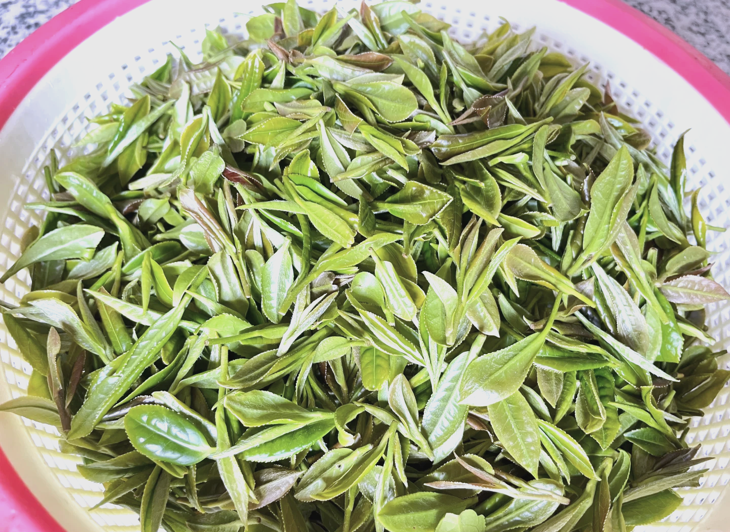 别茶坊英山云雾茶图片