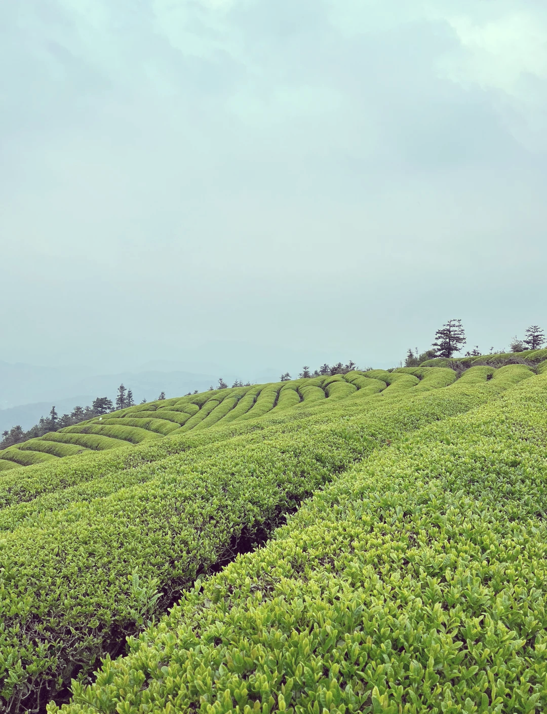 茶山五美景园门票图片