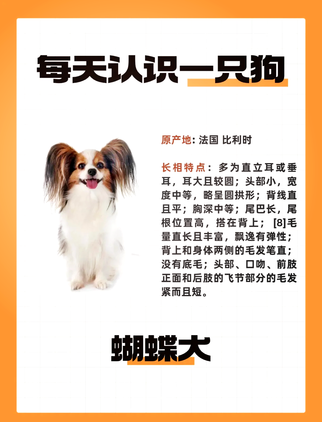 蝴蝶犬智商图片