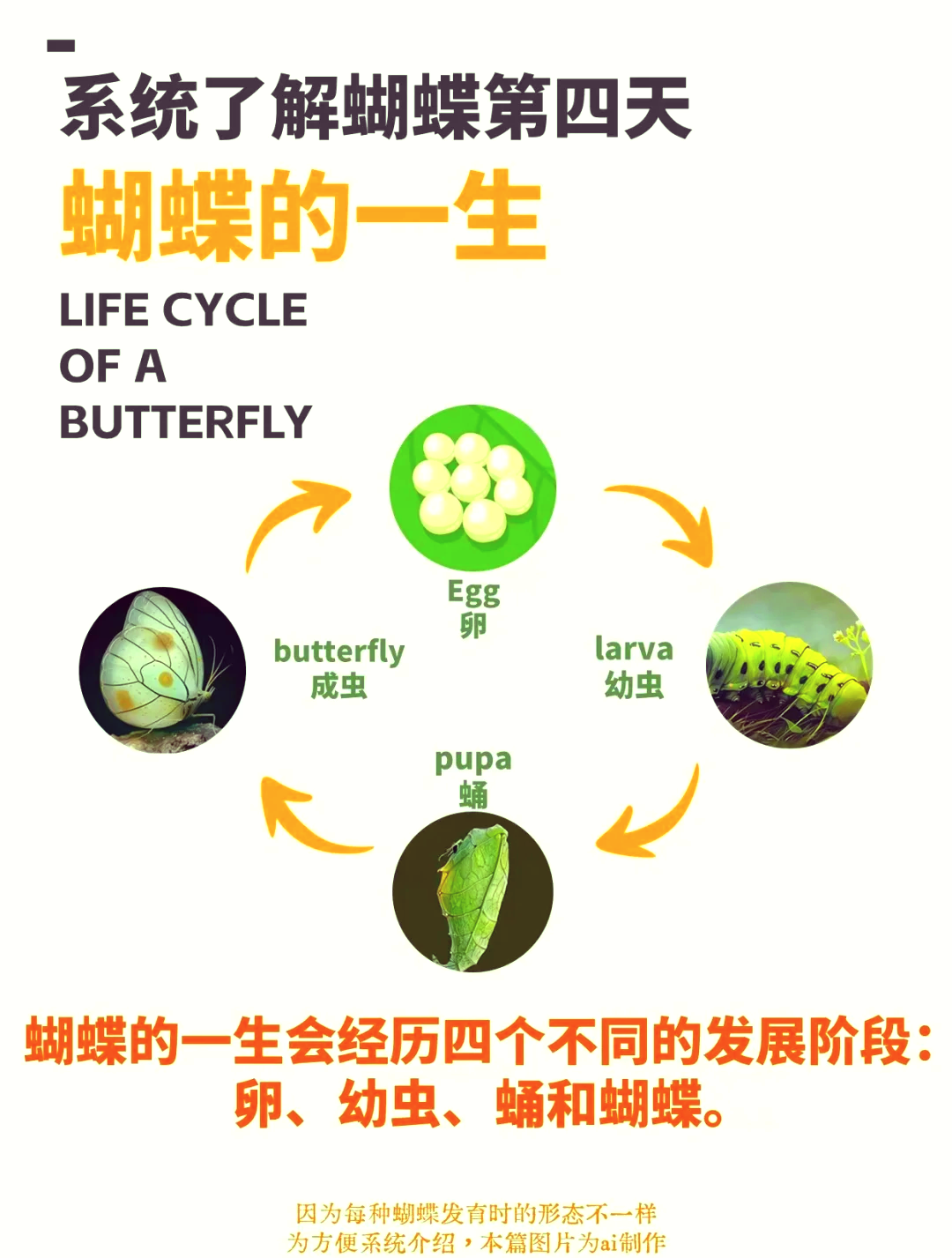 蝴蝶的生命周期流程图图片