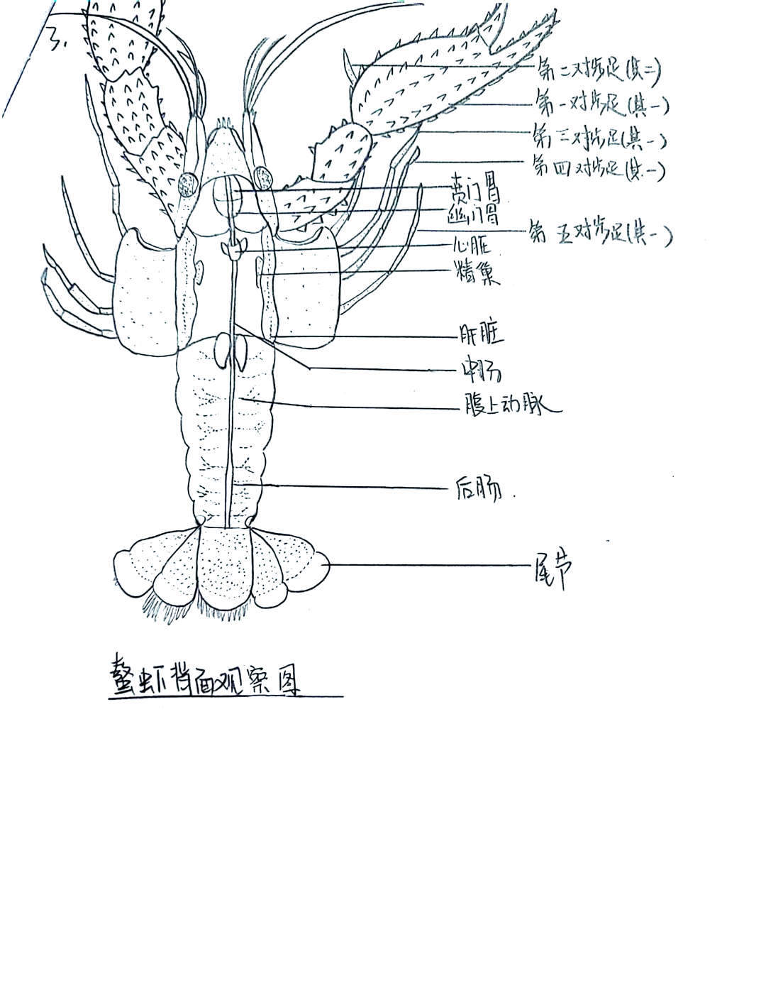 08虾的解剖结构全解析93