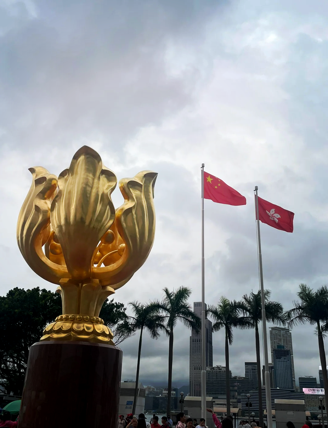 香港紫金花广场图片