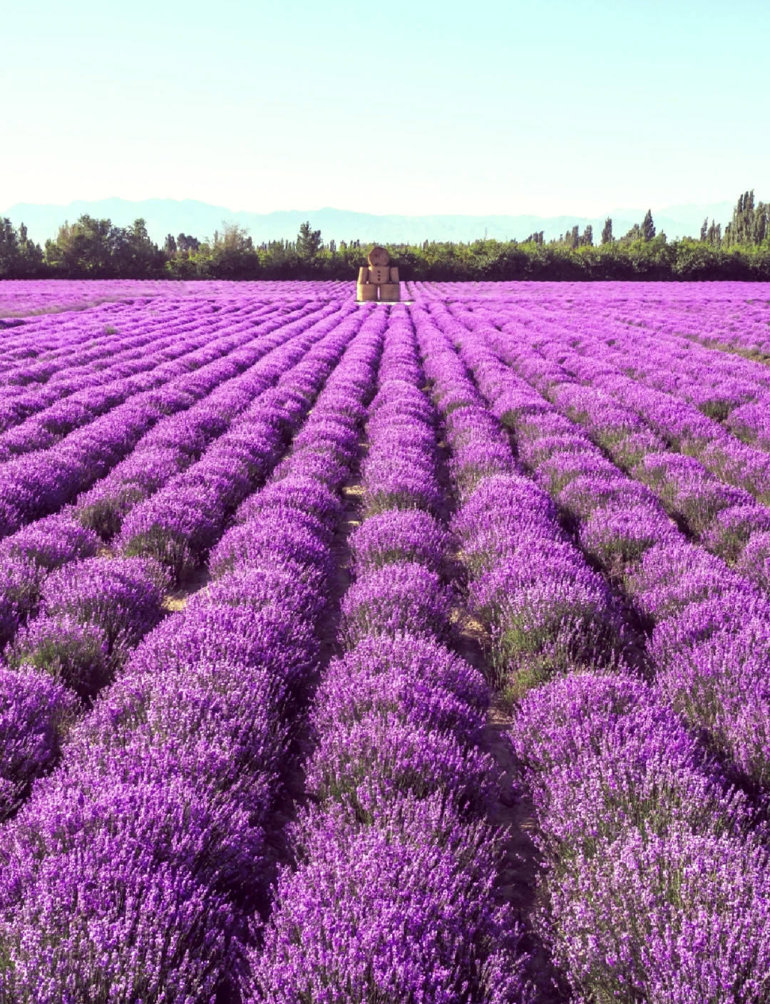 薰衣草花海描写图片