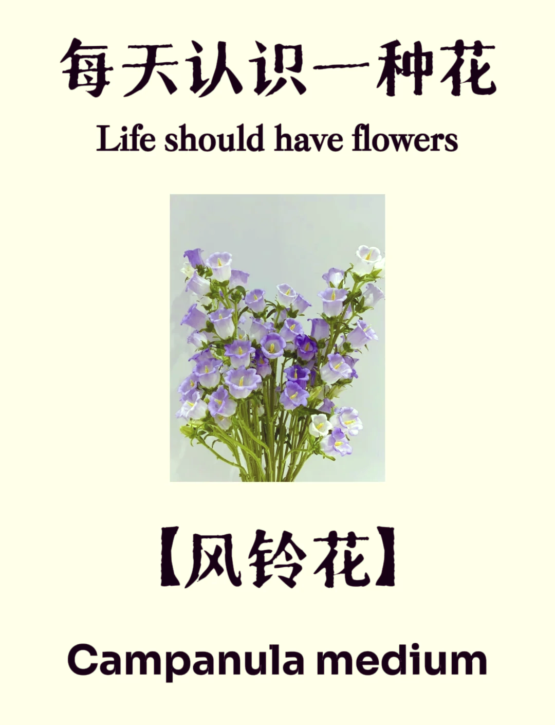 白色丹麦风铃花花语图片