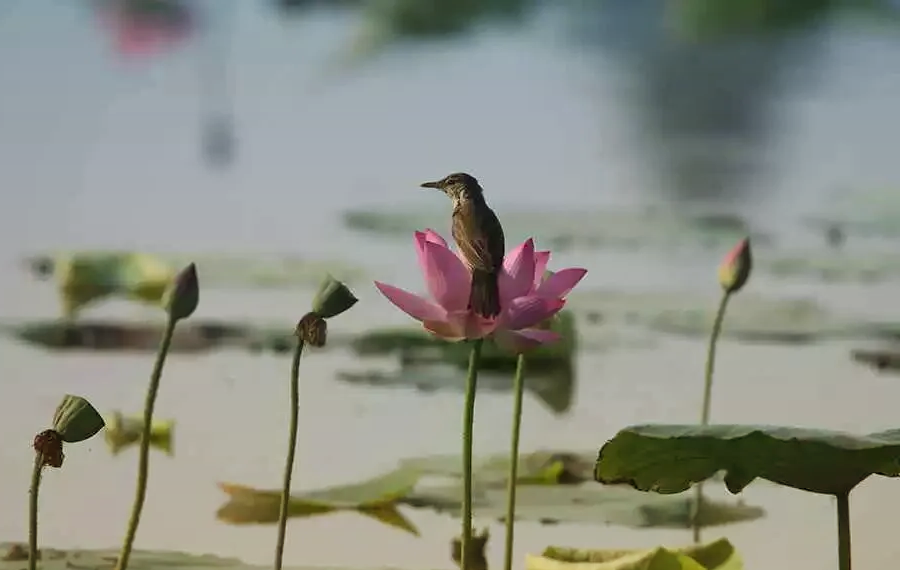 淄博桓台马踏湖图片图片