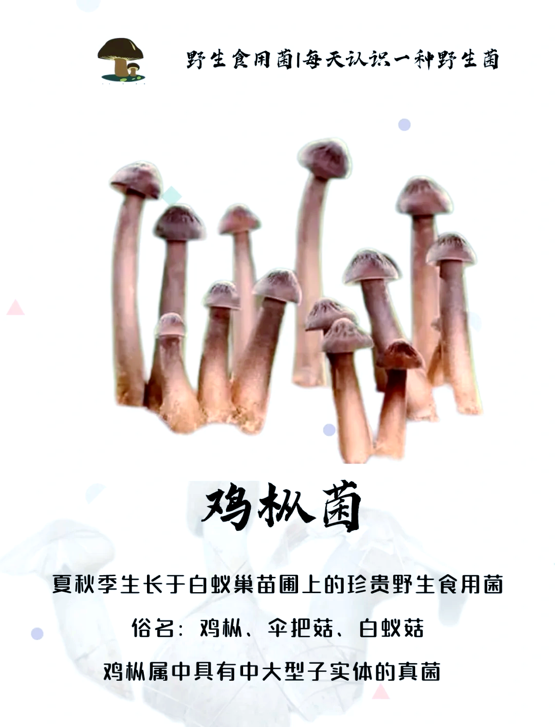 鸡枞画法图片